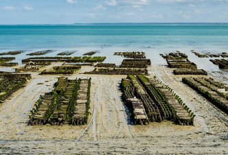 Photo Pestovanie zeleniny v morskej vode môže byť riešením na nasýtenie miliárd ľudí