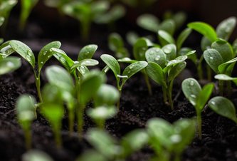 Photo Vylepšená umelá fotosyntéza môže priniesť výraznú zmenu v produkcii potravín