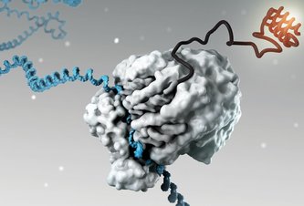 Photo Krátke proteínové sekvencie by mohli dramaticky rozšíriť ľudský genóm