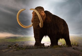 Photo Stane sa Jurský park realitou? Startup chce do 10 rokov vyšľachtiť mamuta