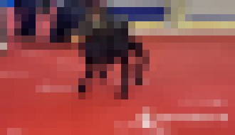 Photo Rusi majú robotického psa schopného niesť zbrane a strieľať