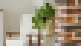 Photo Geneticky upravené izbové rastliny fungujú lepšie ako čističky vzduchu