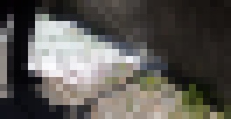 Photo Rastlinná pena rovnako účinne ničí burinu ako herbicídy, je však ekologická