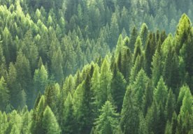 Photo Na Zemi sú 3 bilióny stromov. Startup našiel spôsob, ako ich všetky monitorovať