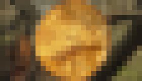 Photo Koniec rúbania stromov. Našli spôsob ako vyrábať drevo v laboratóriu