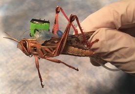 Photo Spojením hmyzu a elektroniky vytvorili biorobota na detekciu pašovaného tovaru