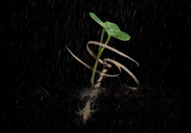 Photo E-seed pomôže letecky rozsievaným semenám zavŕtať sa do zeme