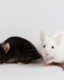 Photo Vytvorili myši, ktoré majú dvoch otcov ale ani jednu matku