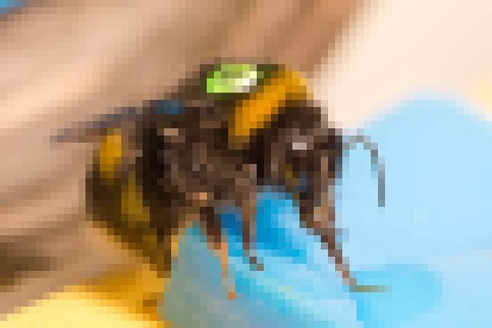 Photo Malé lietajúce roboty „podobné vílam“ by mohli nahradiť vymierajúce čmeliaky