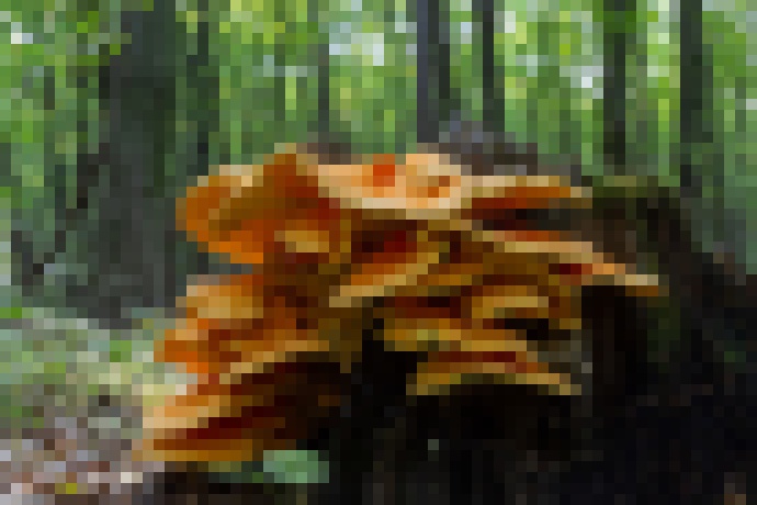 Photo Hyperinteligentná huba by mohla vyriešiť náš problém s plastami