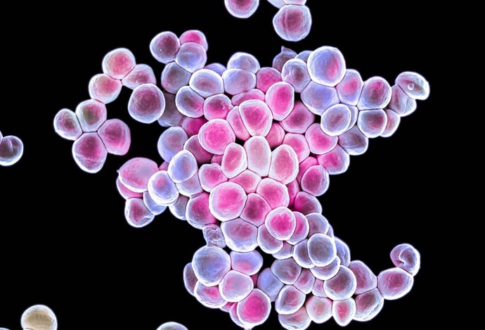 Photo Vedci upravili baktériu na boj proti rakovine. Stačilo ich natrieť na nádor