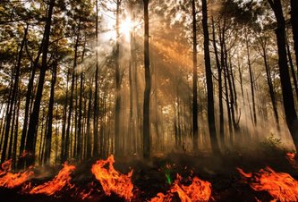 Photo Senzory vybavené umelou inteligenciou dokážu v lese zachytiť požiar skôr, ako sa rozšíri