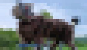 Photo Monštruózni robotickí “vlci“ strážia japonské mestá pred medveďmi