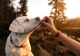 Photo Doprajte vášmu psíkovi kvalitné psie konzervy či maškrty
