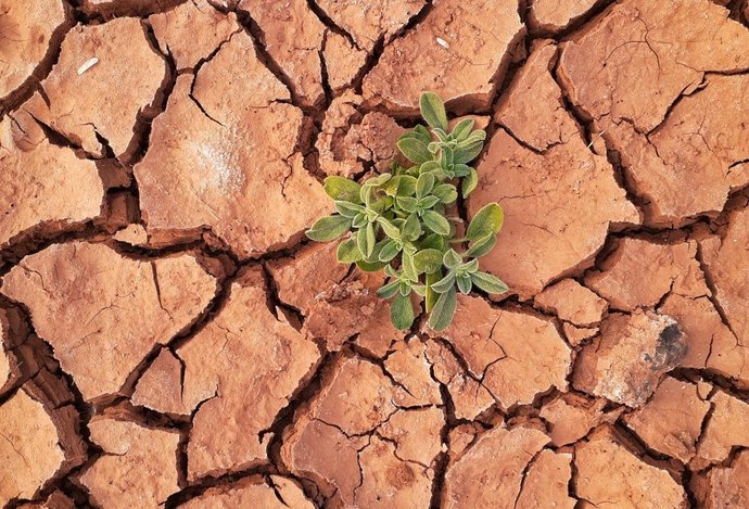 Photo Sofistikovaná technológia umožní premeniť kus púšte za 5 rokov na výnosnú plantáž