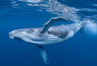 Photo Unikátna technológia inšpirovaná veľrybami by mohla znížiť spotrebu paliva lodí  