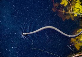Photo Elektrický úhor dokáže svojím výbojom prenášať genetický materiál na okolité zvieratá