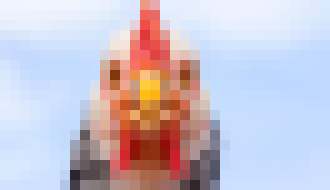 Photo Nečakané využitie kuracieho peria v palivových článkoch