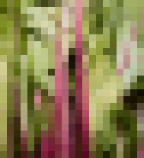 Photo Elektrická stimulácia rastlín zvýšila ich rast až o 50 %