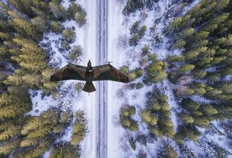 Photo Prieskumný dron Evolution Eagle ktorý sa maskuje za veľkého vtáka