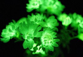 Photo Do predaja sa dostali geneticky upravené kvety svietiace v tme 