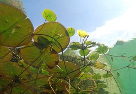 Photo Plávajúce morské farmy by mohli nakŕmiť celý svet 