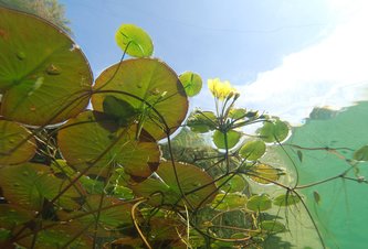 Photo Plávajúce morské farmy by mohli nakŕmiť celý svet 