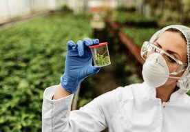 Photo Nový druh červa by mohol ochrániť úrodu pred škodcami 