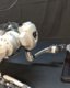 Photo Robotický pes LocoMan sa dokáže postaviť na zadné ako surikata  