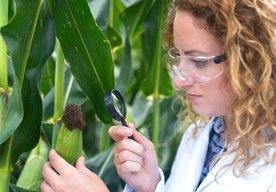 Photo Počúvanie zvukov hmyzu môže pomôcť odhaliť poľnohospodárskych škodcov