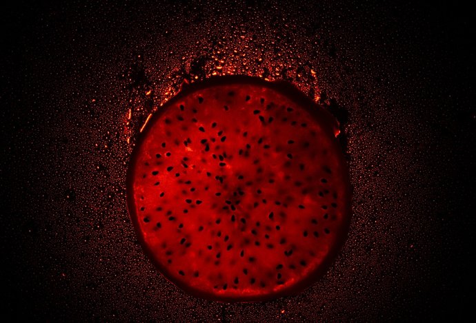 Photo Bioroboty z buniek mŕtvych organizmov posúvajú hranice života a smrti