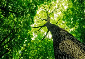 Photo Vďaka vyššej hladine CO₂ budú stromy v budúcnosti „drevnatejšie“