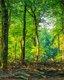 Photo Stromy a pôda neabsorbovali vlani takmer žiadny CO₂