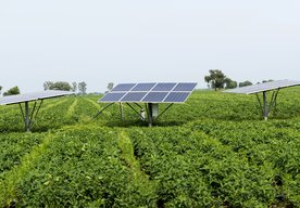 Photo Pestovanie plodín pod solárnymi panelmi prináša veľmi sľubné výsledky