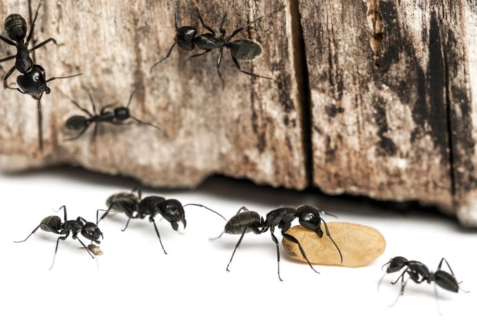 Photo Roje robotov napodobňujú mravce a prenášajú omnoho ťažšie predmety  