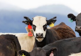 Photo Virtuálne ploty a šokové obojky majú výrazný prínos pri pasení kráv  