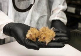 Photo Geneticky upravené myši majú srsť z mamuta 