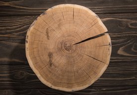 Photo „Samozhutnené“ drevo má pevnosť a húževnatosť na úrovni kovu