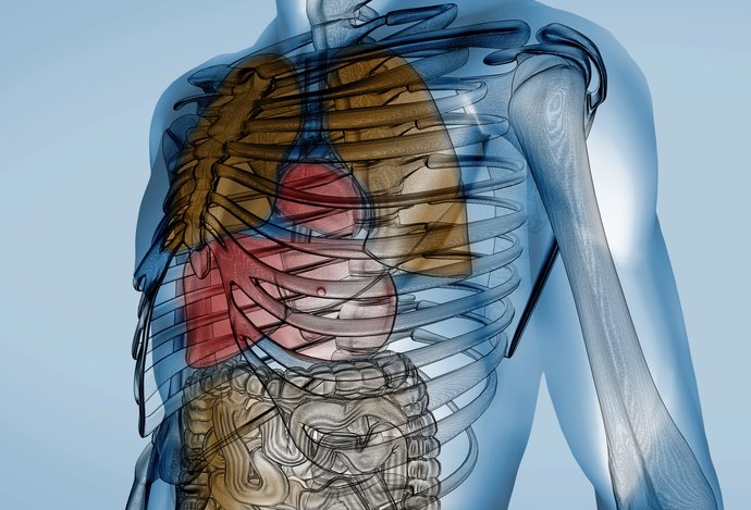 Photo Teloidy ako živé ľudské telá by mohli poskytovať náhradné orgány na transplantáciu