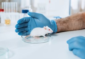 Photo Vedci vytvorili živú myš implantovaním génu z predchodcu zvierat