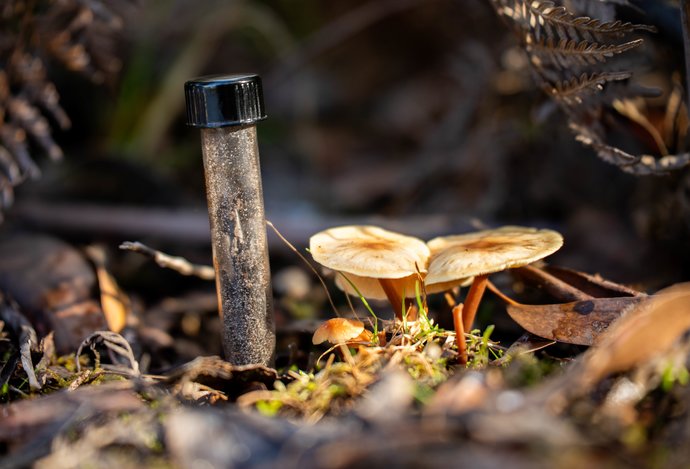 Photo Novú batériu z húb namiesto nabíjania „kŕmite“ cukrom