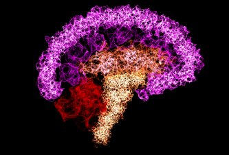 Photo Najdetailnejšia mapa mozgu: 50 000 neurónov a 200 miliónov synapsií