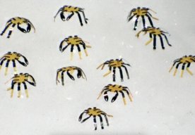 Photo Najmenší diaľkovo ovládaný robot raz bude čistiť upchaté cievy