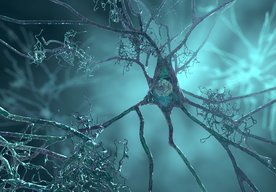 Photo Nádej pre mozog: Prírodná molekula môže zvrátiť starnutie a demenciu