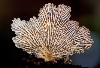 Photo Našli spôsob ako nahradiť plast živým materiálom z huby