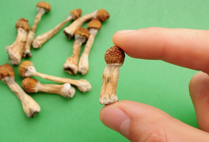 Photo Symbiotická huba pomôže s liečbou depresie, PTSD a alkoholizmu  