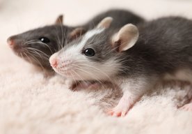 Photo Vedci vytvorili myš s dvoma biologickými otcami a bez biologickej matky