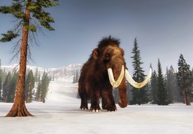 Photo Biotechnologický startup chce obnoviť populáciu mamutov už v roku 2028