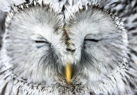 Photo Nový aerogél inšpirovaný sovou pohlcuje hluk lepšie ako najlepšie zvukové izolanty