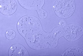 Photo Supermateriál z baktérií je pevnejší ako oceľ, priehľadný a pružný ako plast 